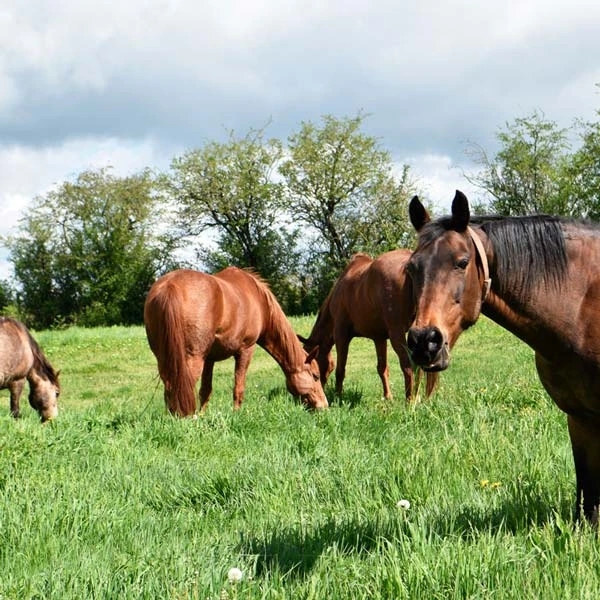 Pension pour chevaux à Auzelles, Puy-de-Dôme