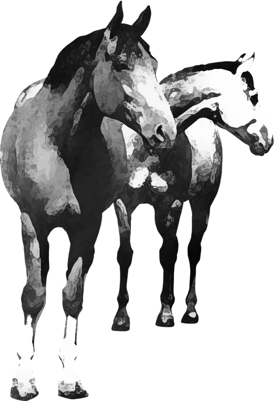 Centre équestre Auzelles Équitation, Auzelles — deux chevaux